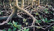 Mangrove Roots