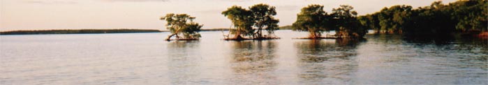 Kajaktour im Kstengebiet der Everglades