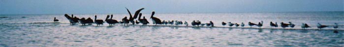 Paddling the Everglades' Coast